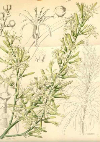 Reproducción/Reproduction 34864050600: Curtis's botanical magazine.. London ; New York [etc.] :Academic Press [etc.]