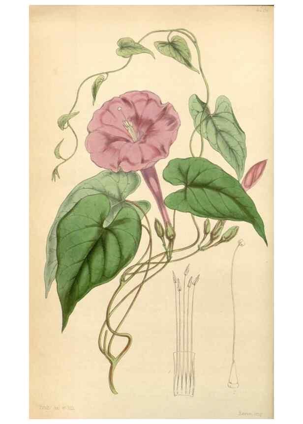 Reproducción/Reproduction 34864054580: Curtis's botanical magazine.. London ; New York [etc.] :Academic Press [etc.]