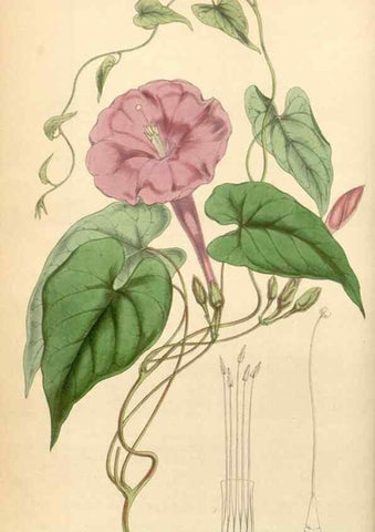 Reproducción/Reproduction 34864054580: Curtis's botanical magazine.. London ; New York [etc.] :Academic Press [etc.]