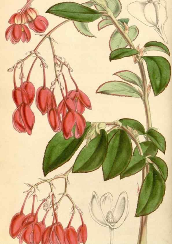 Reproducción/Reproduction 34864058990: Curtis's botanical magazine.. London ; New York [etc.] :Academic Press [etc.]