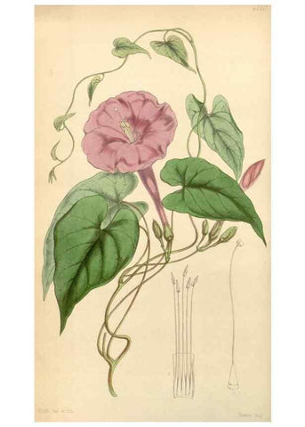 Reproducción/Reproduction 35211156416: Curtis's botanical magazine.. London ; New York [etc.] :Academic Press [etc.]