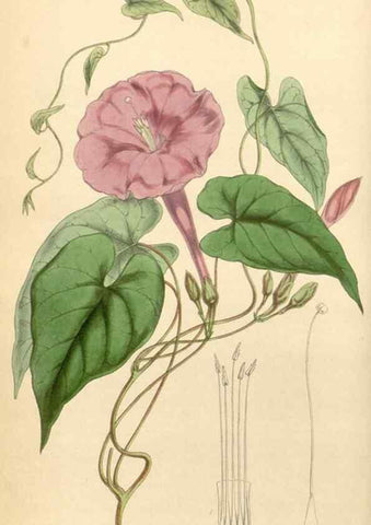 Reproducción/Reproduction 35211156416: Curtis's botanical magazine.. London ; New York [etc.] :Academic Press [etc.]