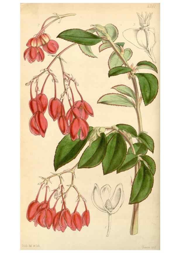 Reproducción/Reproduction 35250965465: Curtis's botanical magazine.. London ; New York [etc.] :Academic Press [etc.]