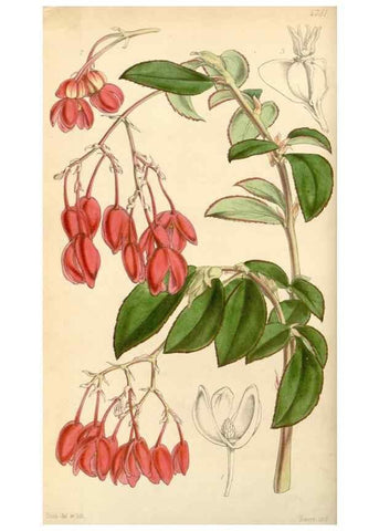 Reproducción/Reproduction 35250965465: Curtis's botanical magazine.. London ; New York [etc.] :Academic Press [etc.]