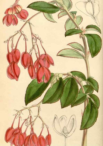Reproducción/Reproduction 35250965465: Curtis's botanical magazine.. London ; New York [etc.] :Academic Press [etc.]