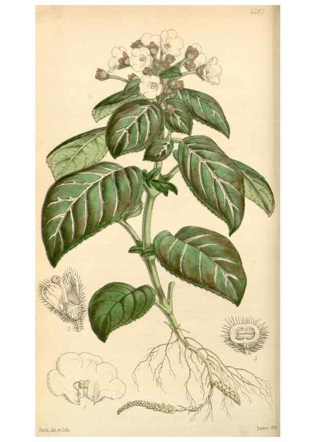 Reproducción/Reproduction 35250968085: Curtis's botanical magazine.. London ; New York [etc.] :Academic Press [etc.]
