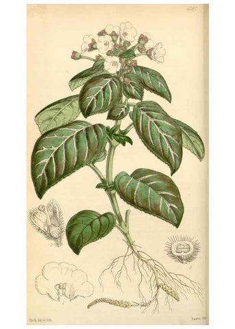Reproducción/Reproduction 35250968085: Curtis's botanical magazine.. London ; New York [etc.] :Academic Press [etc.]