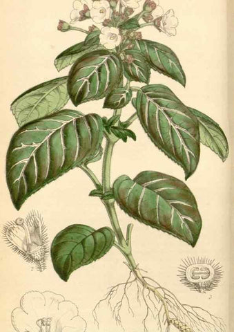Reproducción/Reproduction 35250968085: Curtis's botanical magazine.. London ; New York [etc.] :Academic Press [etc.]