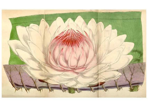 Reproducción/Reproduction 35250952785: Curtis's botanical magazine.. London ; New York [etc.] :Academic Press [etc.]