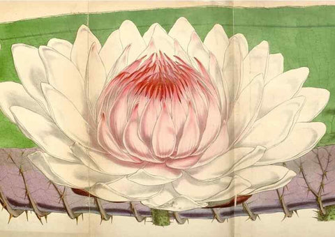 Reproducción/Reproduction 35250952785: Curtis's botanical magazine.. London ; New York [etc.] :Academic Press [etc.]