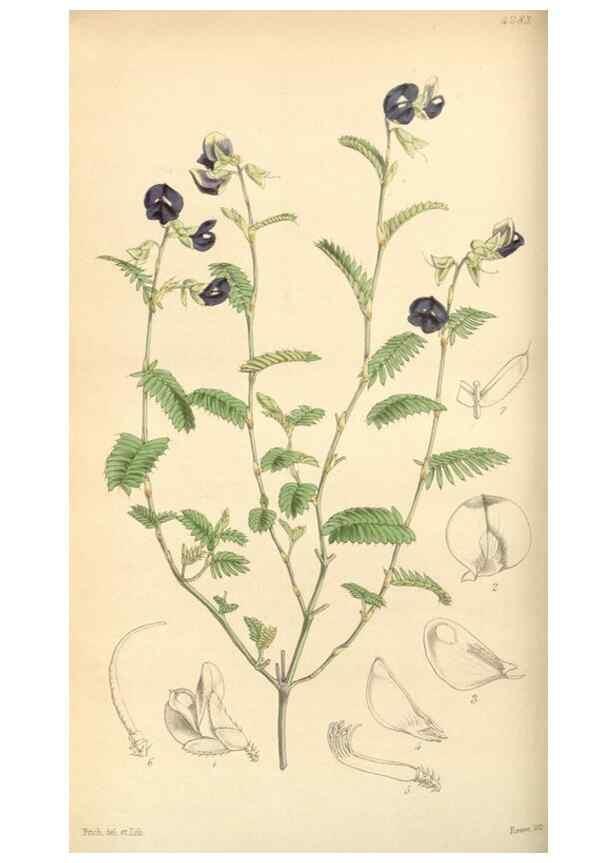 Reproducción/Reproduction 34407202894: Curtis's botanical magazine.. London ; New York [etc.] :Academic Press [etc.]