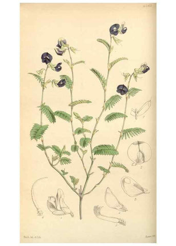 Reproducción/Reproduction 34407202894: Curtis's botanical magazine.. London ; New York [etc.] :Academic Press [etc.]