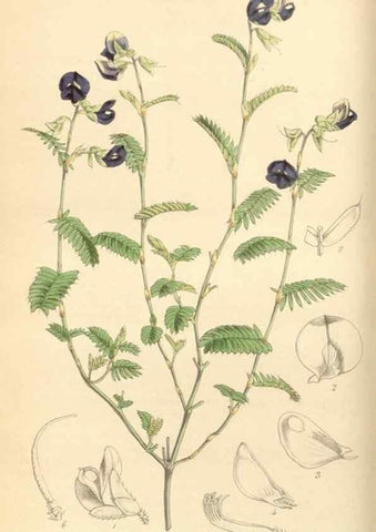 Reproducción/Reproduction 34407202894: Curtis's botanical magazine.. London ; New York [etc.] :Academic Press [etc.]
