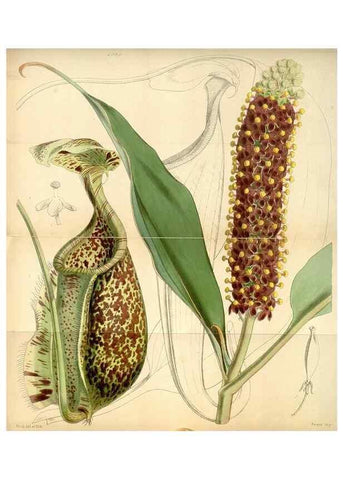 Reproducción/Reproduction 35250972685: Curtis's botanical magazine.. London ; New York [etc.] :Academic Press [etc.]