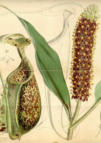 Reproducción/Reproduction 35250972685: Curtis's botanical magazine.. London ; New York [etc.] :Academic Press [etc.]
