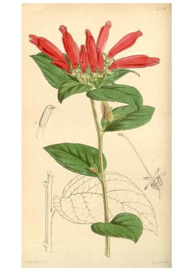 Reproducción/Reproduction 35250973995: Curtis's botanical magazine.. London ; New York [etc.] :Academic Press [etc.]
