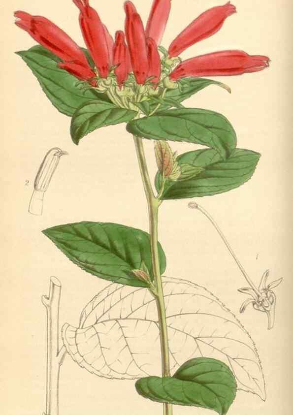 Reproducción/Reproduction 35250973995: Curtis's botanical magazine.. London ; New York [etc.] :Academic Press [etc.]