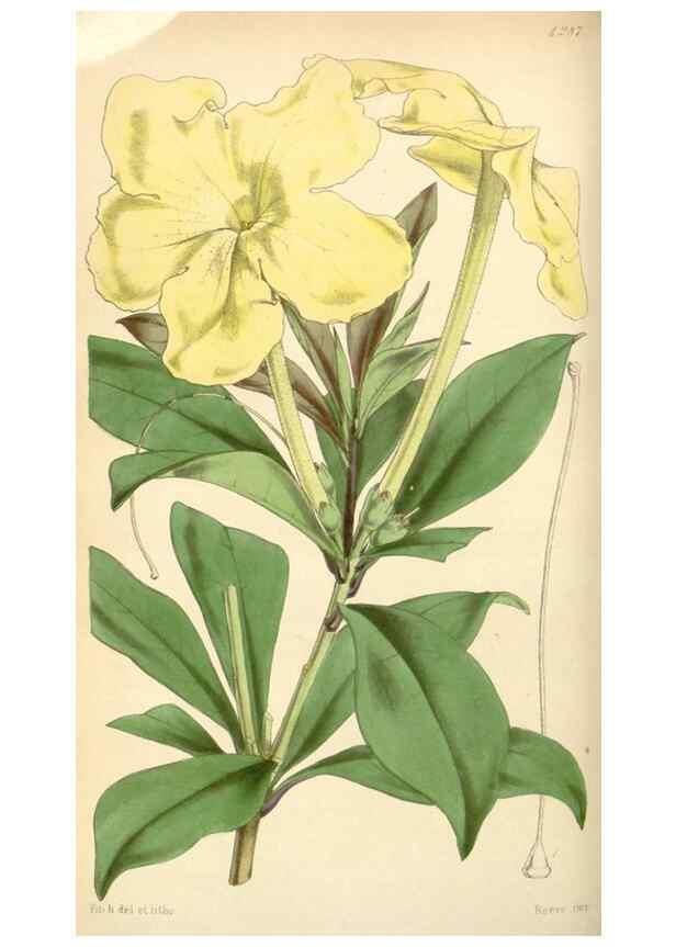 Reproducción/Reproduction 35250976005: Curtis's botanical magazine.. London ; New York [etc.] :Academic Press [etc.]