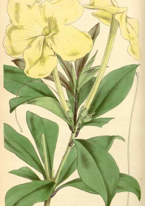 Reproducción/Reproduction 35250976005: Curtis's botanical magazine.. London ; New York [etc.] :Academic Press [etc.]