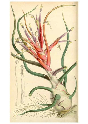 Reproducción/Reproduction 34442121073: Curtis's botanical magazine.. London ; New York [etc.] :Academic Press [etc.]