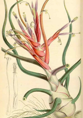 Reproducción/Reproduction 34442121073: Curtis's botanical magazine.. London ; New York [etc.] :Academic Press [etc.]