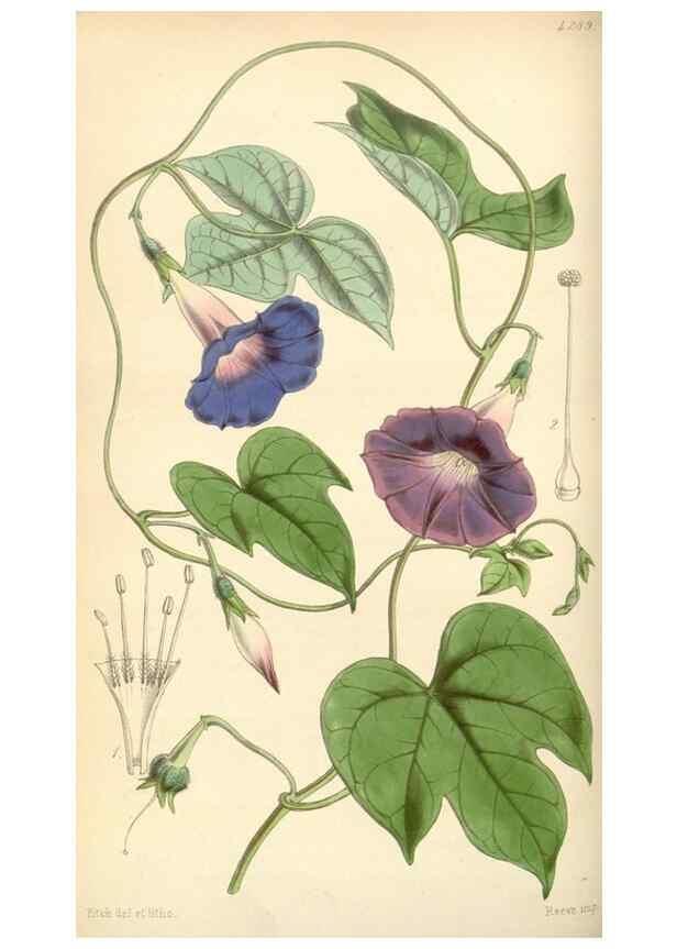 Reproducción/Reproduction 34442124273: Curtis's botanical magazine.. London ; New York [etc.] :Academic Press [etc.]