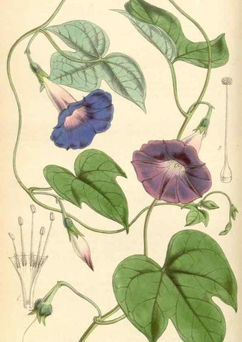 Reproducción/Reproduction 34442124273: Curtis's botanical magazine.. London ; New York [etc.] :Academic Press [etc.]