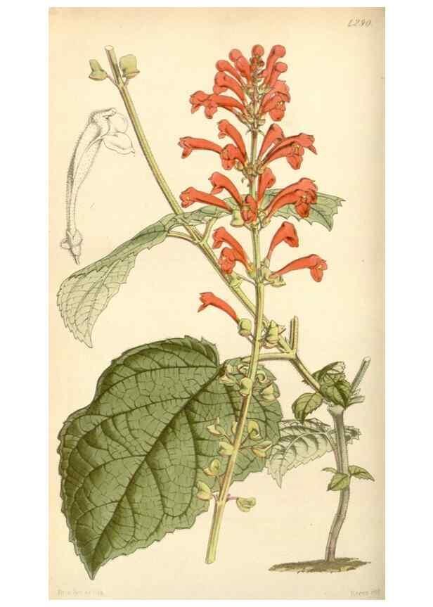 Reproducción/Reproduction 34442127753: Curtis's botanical magazine.. London ; New York [etc.] :Academic Press [etc.]