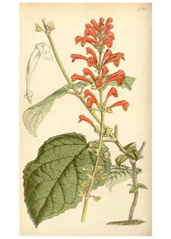 Reproducción/Reproduction 34442127753: Curtis's botanical magazine.. London ; New York [etc.] :Academic Press [etc.]