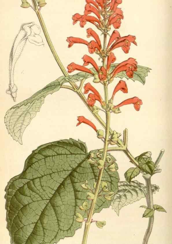 Reproducción/Reproduction 34442127753: Curtis's botanical magazine.. London ; New York [etc.] :Academic Press [etc.]