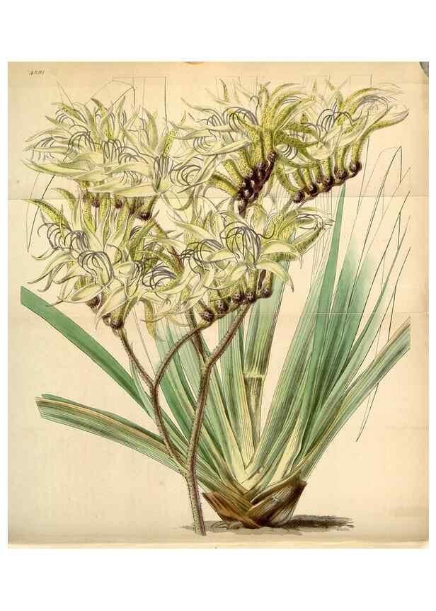 Reproducción/Reproduction 34864088540: Curtis's botanical magazine.. London ; New York [etc.] :Academic Press [etc.]