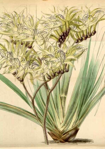 Reproducción/Reproduction 34864088540: Curtis's botanical magazine.. London ; New York [etc.] :Academic Press [etc.]