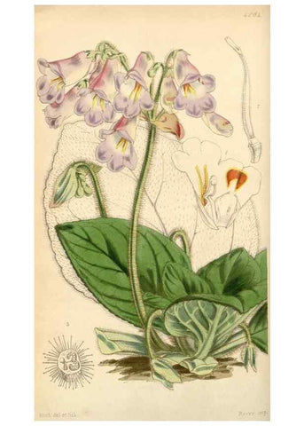 Reproducción/Reproduction 35250971305: Curtis's botanical magazine.. London ; New York [etc.] :Academic Press [etc.]