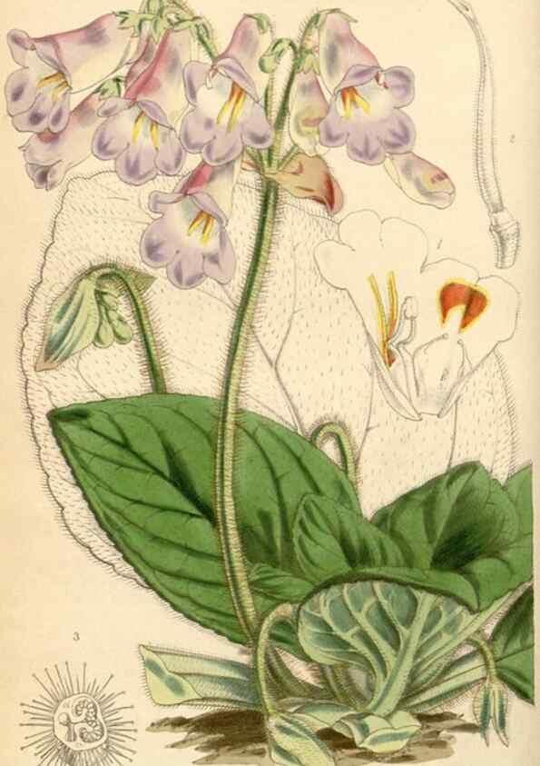 Reproducción/Reproduction 35250971305: Curtis's botanical magazine.. London ; New York [etc.] :Academic Press [etc.]