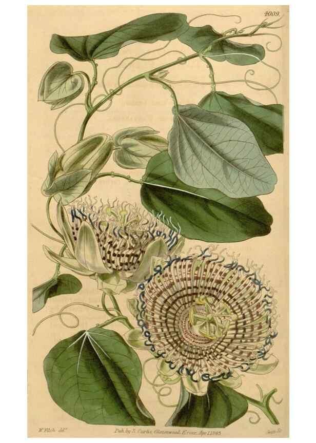 Reproducción/Reproduction 34863059310: Curtis's botanical magazine.. London ; New York [etc.] :Academic Press [etc.]
