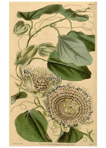 Reproducción/Reproduction 34863059310: Curtis's botanical magazine.. London ; New York [etc.] :Academic Press [etc.]