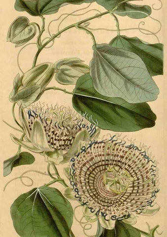 Reproducción/Reproduction 34863059310: Curtis's botanical magazine.. London ; New York [etc.] :Academic Press [etc.]