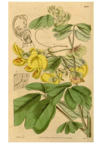 Reproducción/Reproduction 35120351111: Curtis's botanical magazine.. London ; New York [etc.] :Academic Press [etc.]