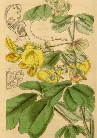 Reproducción/Reproduction 35120351111: Curtis's botanical magazine.. London ; New York [etc.] :Academic Press [etc.]