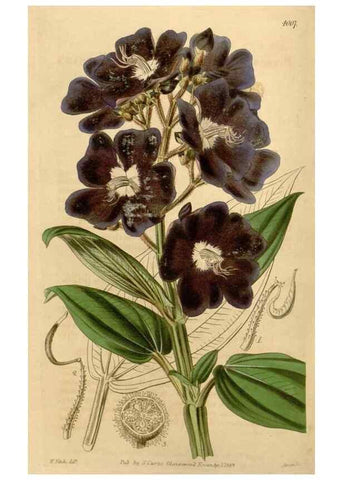 Reproducción/Reproduction 35120349071: Curtis's botanical magazine.. London ; New York [etc.] :Academic Press [etc.]