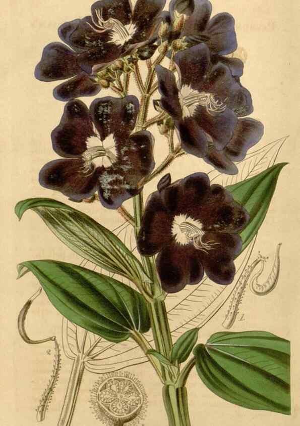 Reproducción/Reproduction 35120349071: Curtis's botanical magazine.. London ; New York [etc.] :Academic Press [etc.]