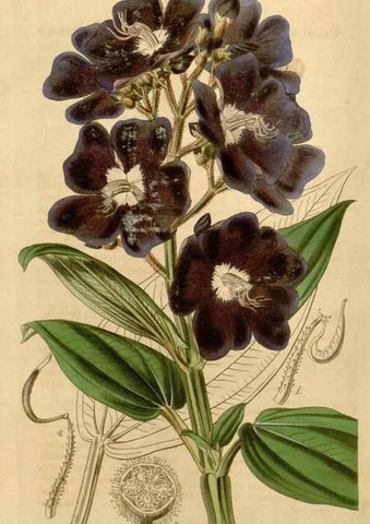 Reproducción/Reproduction 35120349071: Curtis's botanical magazine.. London ; New York [etc.] :Academic Press [etc.]