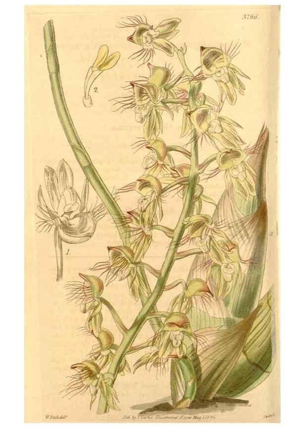 Reproducción/Reproduction 34862345560: Curtis's botanical magazine.. London ; New York [etc.] :Academic Press [etc.]