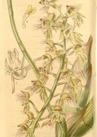 Reproducción/Reproduction 34862345560: Curtis's botanical magazine.. London ; New York [etc.] :Academic Press [etc.]
