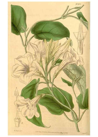 Reproducción/Reproduction 35084034342: Curtis's botanical magazine.. London ; New York [etc.] :Academic Press [etc.]