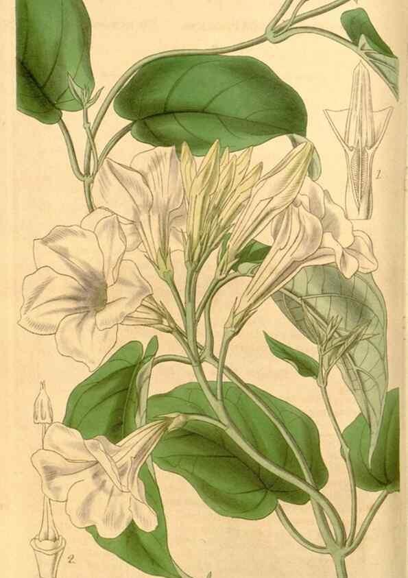 Reproducción/Reproduction 35084034342: Curtis's botanical magazine.. London ; New York [etc.] :Academic Press [etc.]