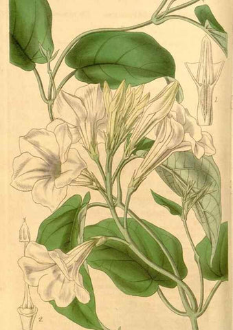 Reproducción/Reproduction 35084034342: Curtis's botanical magazine.. London ; New York [etc.] :Academic Press [etc.]