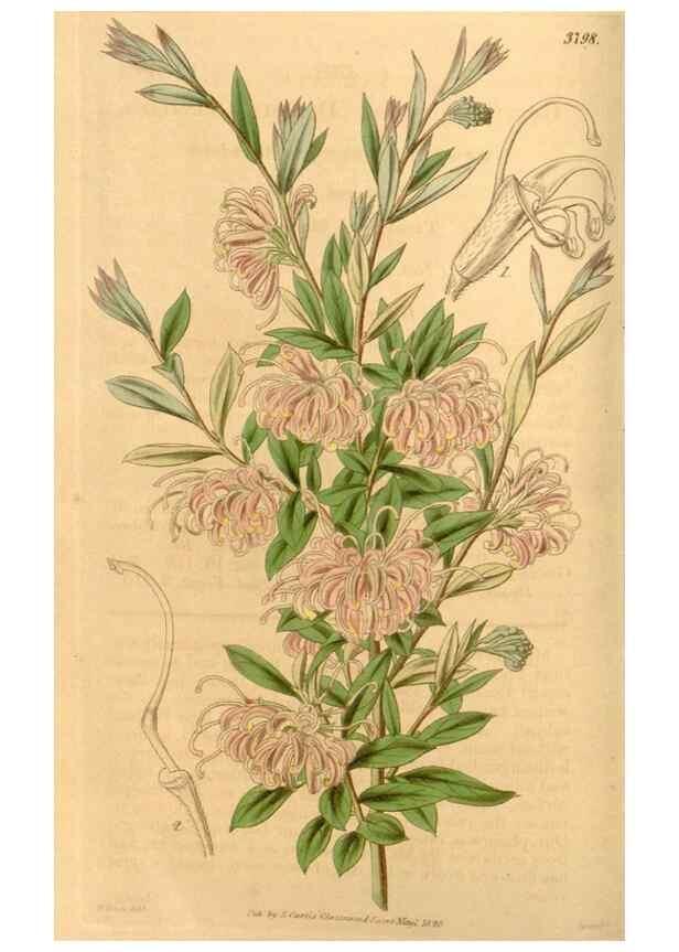 Reproducción/Reproduction 35084037442: Curtis's botanical magazine.. London ; New York [etc.] :Academic Press [etc.]