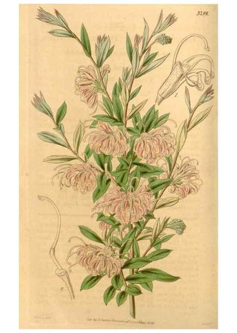 Reproducción/Reproduction 35084037442: Curtis's botanical magazine.. London ; New York [etc.] :Academic Press [etc.]