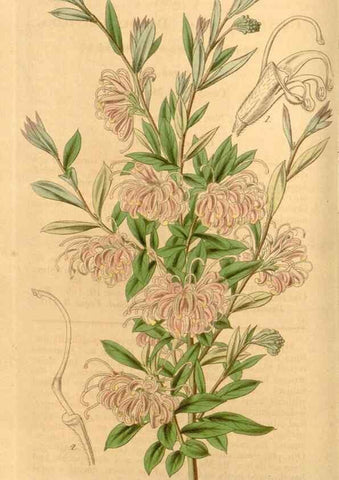 Reproducción/Reproduction 35084037442: Curtis's botanical magazine.. London ; New York [etc.] :Academic Press [etc.]